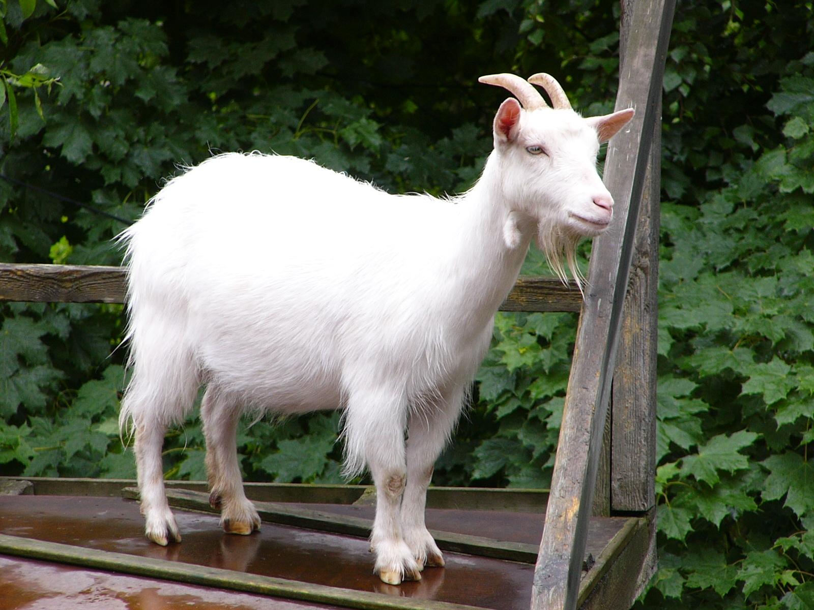 picture of goat