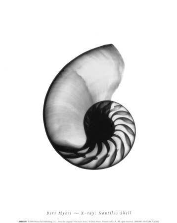 [Nautilus Sea Shell]